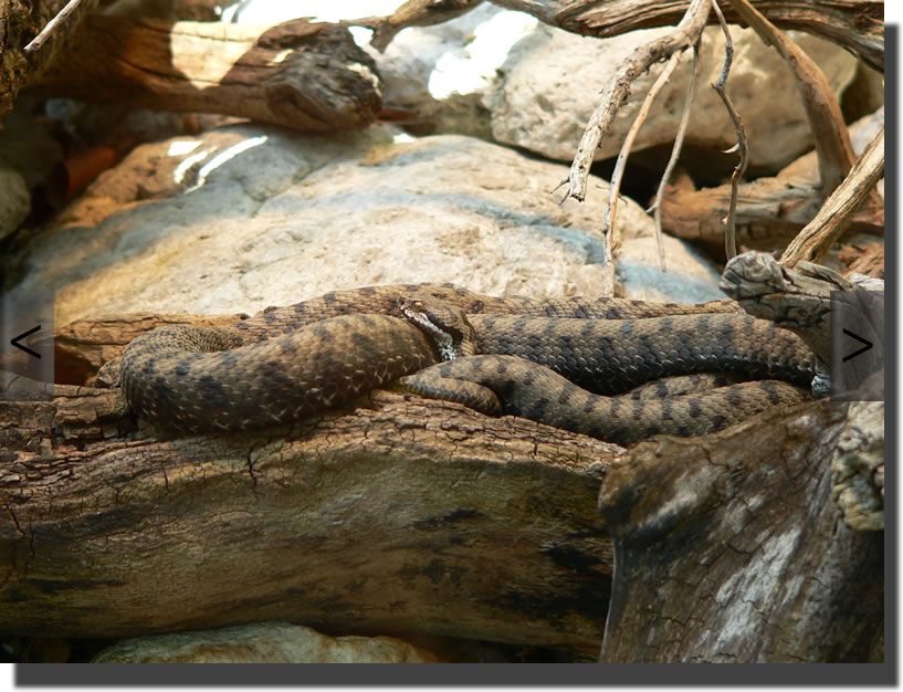 Vipera aspis